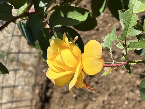 Camélia José Rodrigues